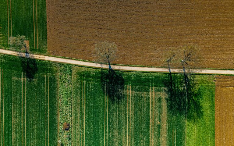 Feld von Oben mit Bäumen