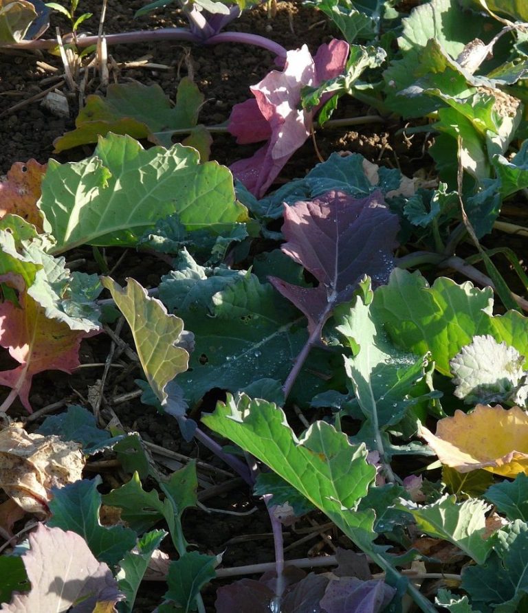 Zwischenfrüchte auf Feld