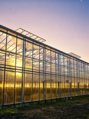 Gewächshaus im Sonnenuntergang